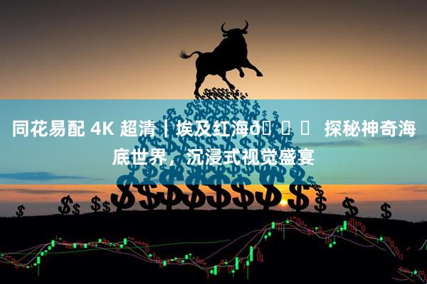 同花易配 4K 超清｜埃及红海🌊 探秘神奇海底世界，沉浸式视觉盛宴
